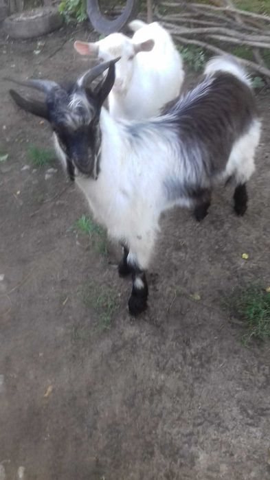 Țapi de vânzare - 8 luni - 38 kg - 380 lei bucata - Detalii la telefon