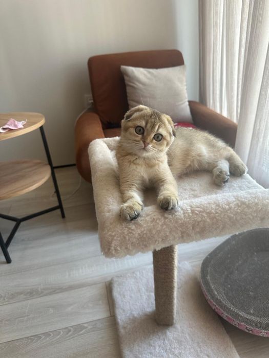 Животные котенок