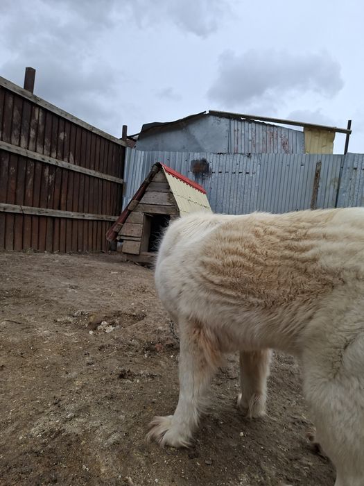 Продам алабая девочка