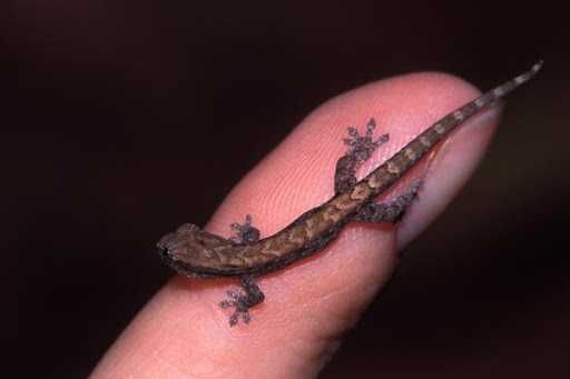 Траурен гекон, плачещ гекон, люспопръст гекон, лугубрис (Lepidodactylus lugubris)
