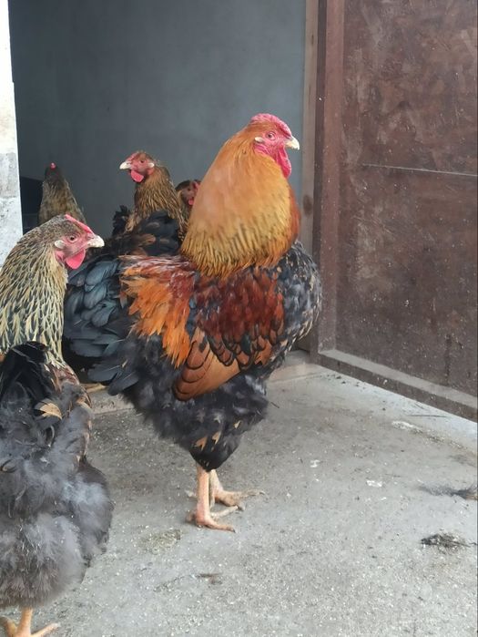 Pui și oua incubat Wiandotte GSG și Argintiu