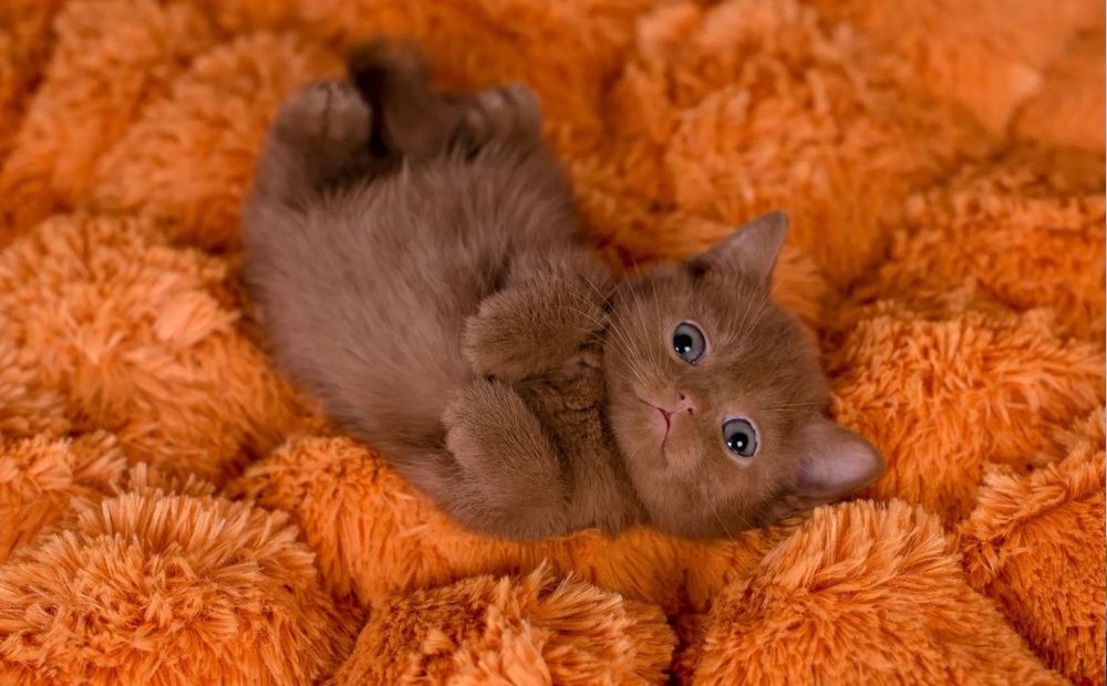 Котята мальчики и делвочки, ласковые