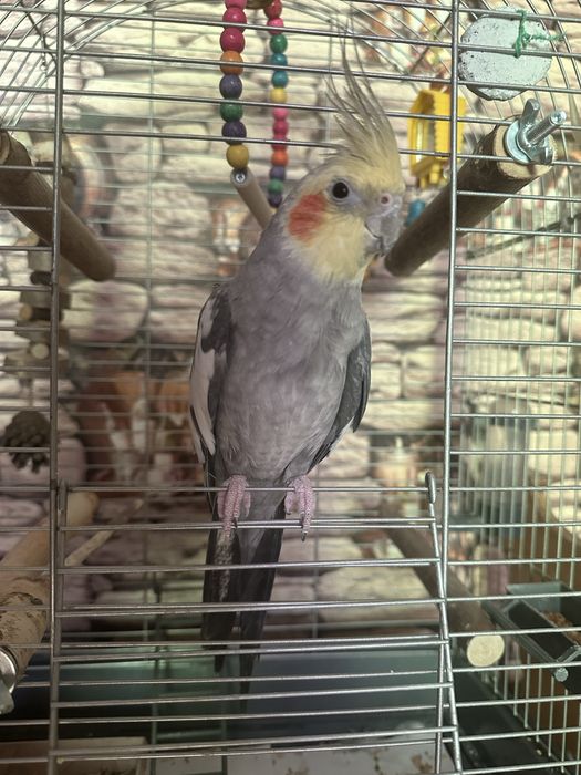 Продается попугай корелла серо-желтый.