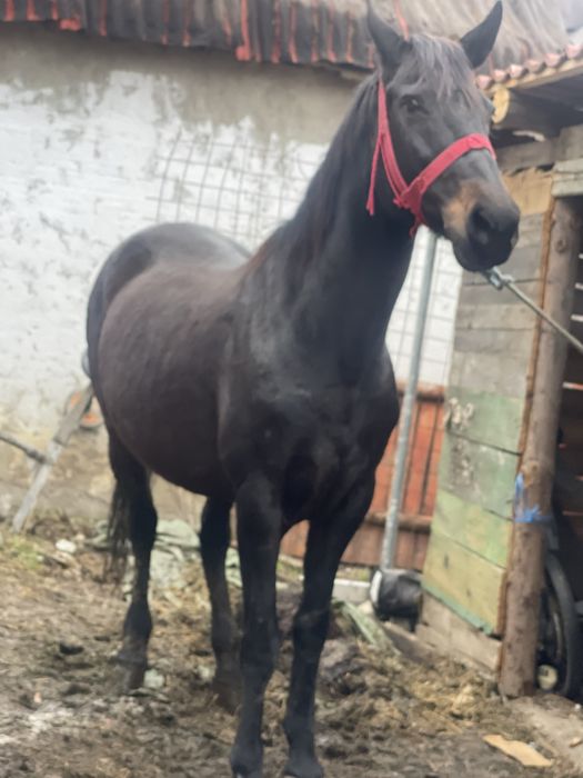 Vand iapa de 10 ani !