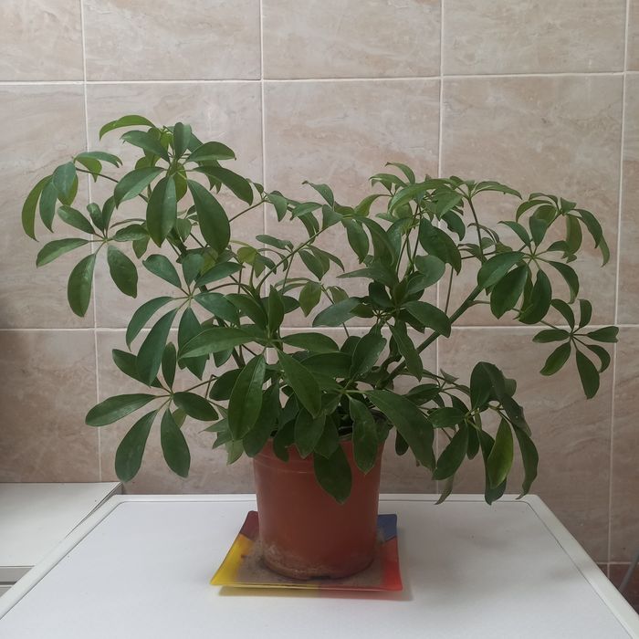 Комнатние растения