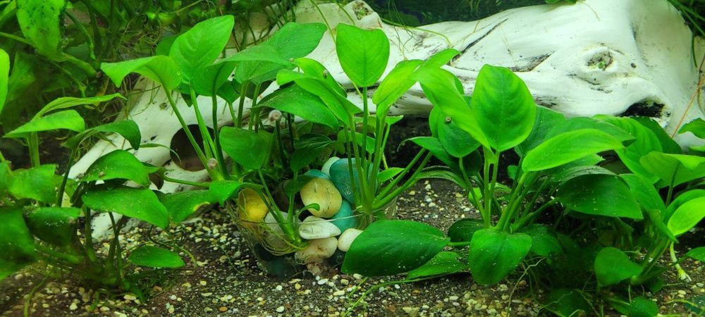 Аквариумные растения