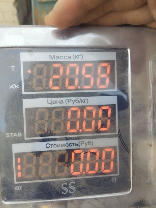 Продам барана гусарский