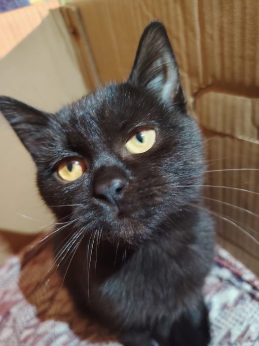 Отдам котенка в добрые руки