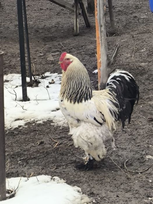 Петух  брама светлая