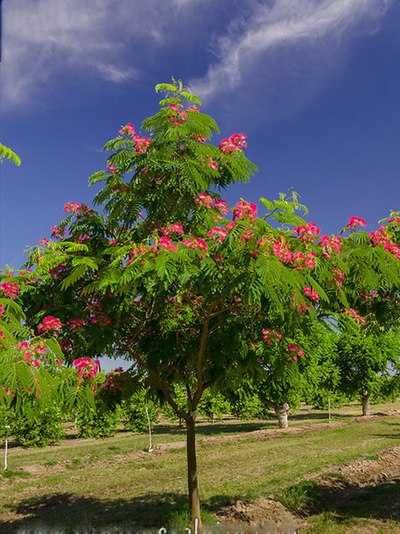 Декоративные растения