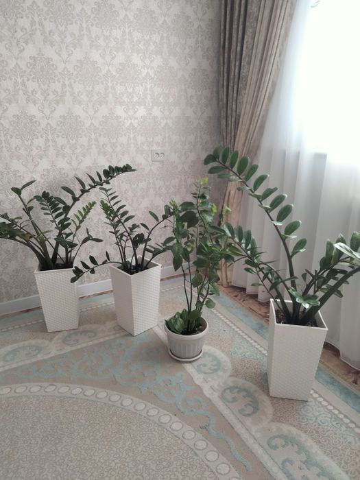 Әдемі бөлме гулдері