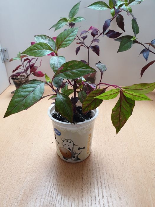 Экзотическое растение Альтернантера