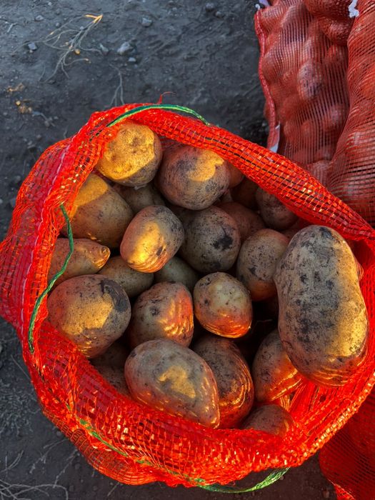 Продам картошку, сорт Гала