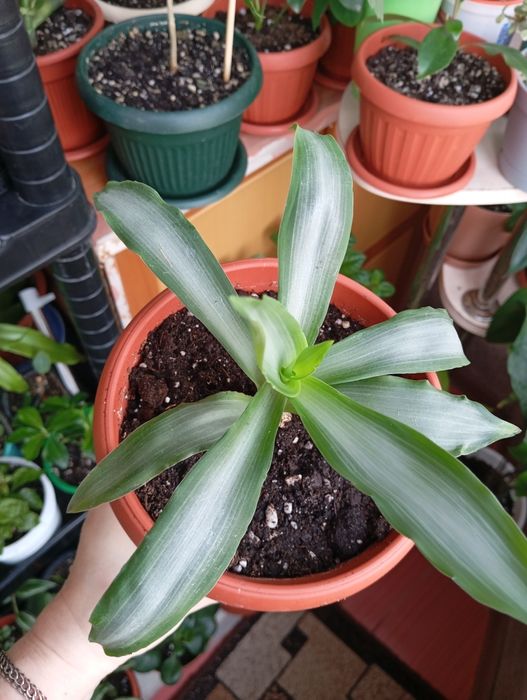 Продам комнатные растения