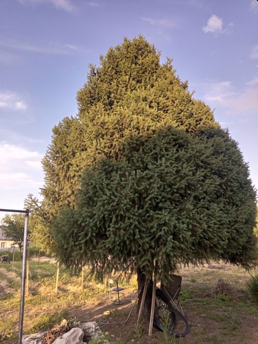 Дом  частный из двух половин