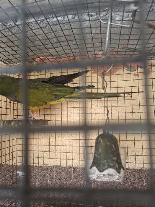 Vand schimb conure patagonian