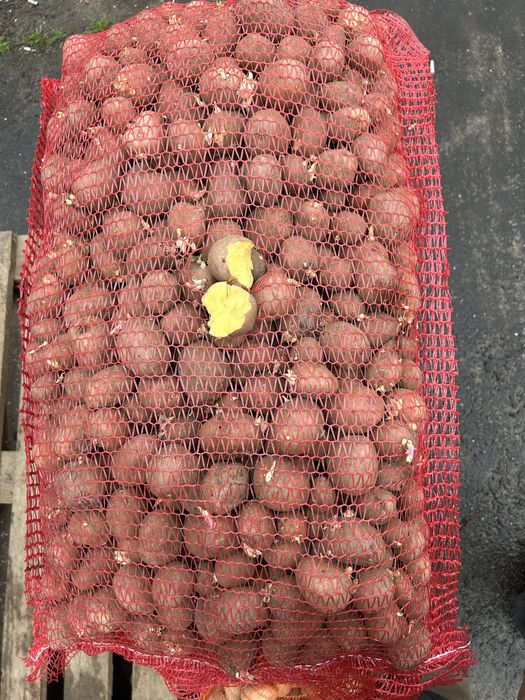 cartofi de sămânță roșii și albi