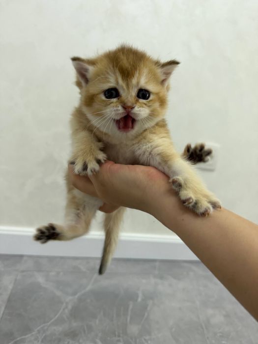 Продаются котята британские шиншилы