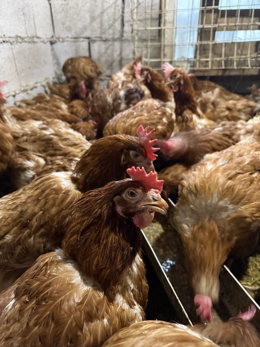 Куры несушки Ломан Браун