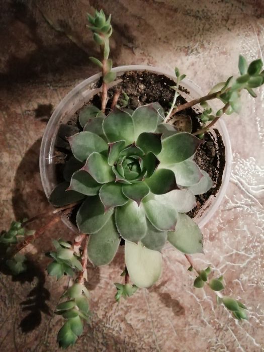 Сукуленти /алпийска роза /