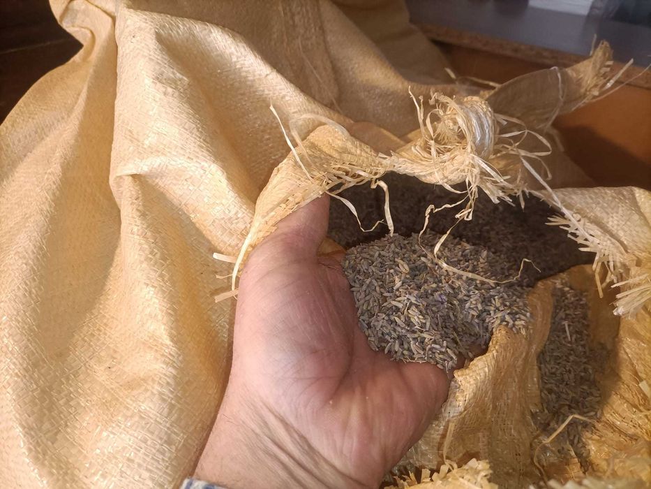 vand lavanda uscata en gros