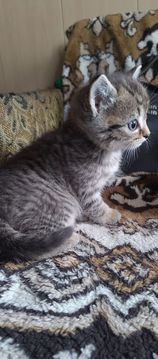Отдам котят в добрые руки