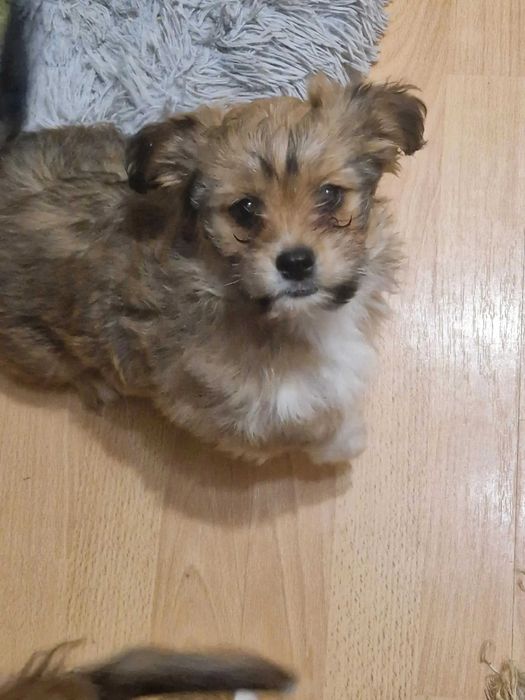 Dau spre adoptie 2 pui de caine,7 luni,