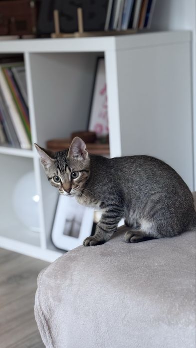 2 motanei tigrati spre adoptie - 3 luni