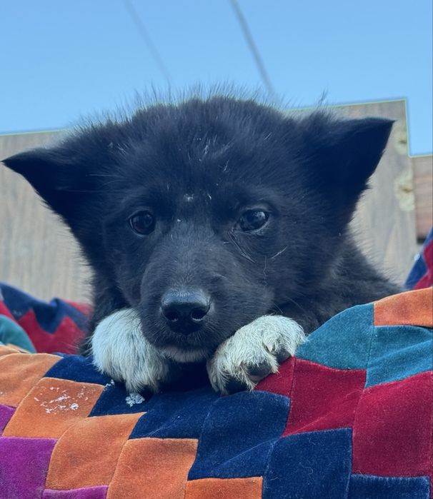 Отдам в хорошие руки