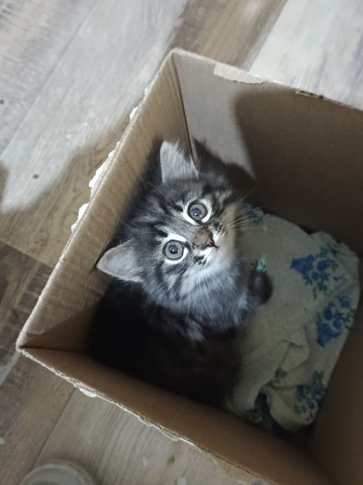 котенок девочка 1,5 месяца сама кушает игривая