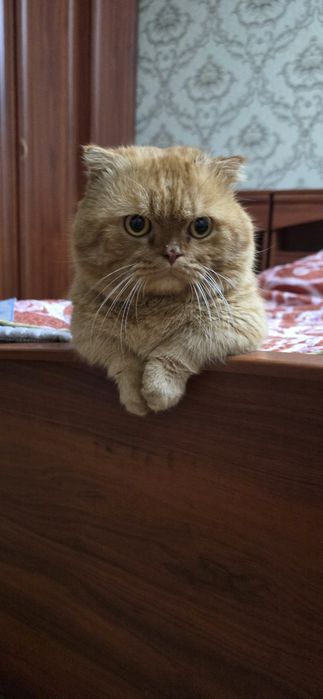 Вязка порода манчкин