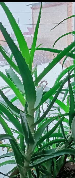 Алоэ на лекарства