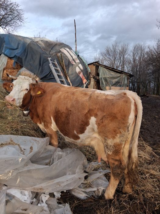 Vaca baltata romineasca