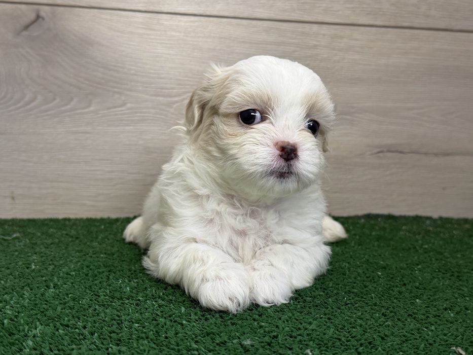 Femela ShihTzu, exemplar deosebit!
