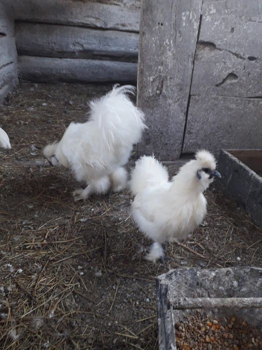De vînzare fazani,păuni,lopătari,găini,carpatini,turturele