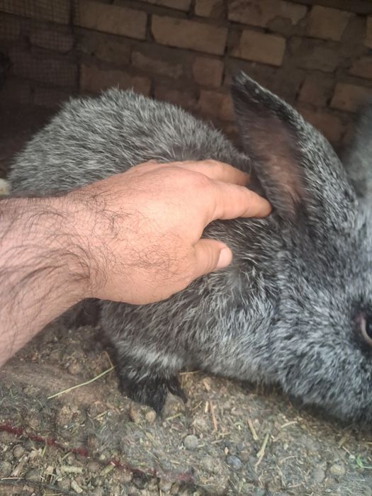 Куен болалари катта буладиган