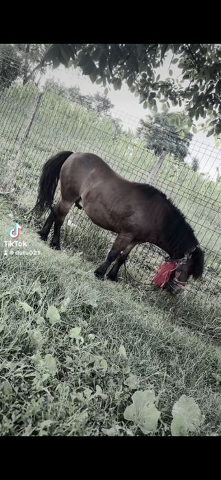 Vand ponei castrat