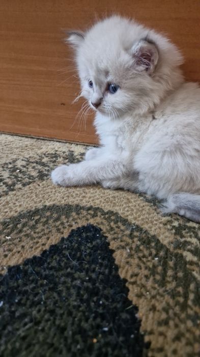 Котёнок 2 месяца