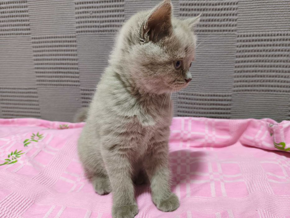 Котята Скотишь страйт, окрас лиловый.