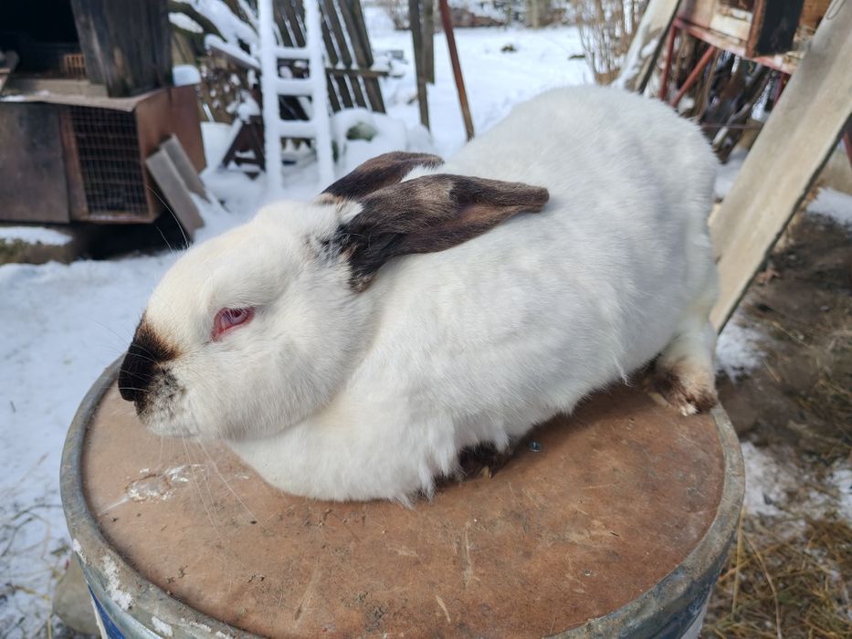 Femela uriaș de Transilvania