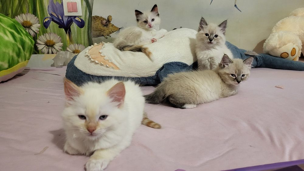 Котенца Регдол – 7 пухкави бебета почти на 3 месеца