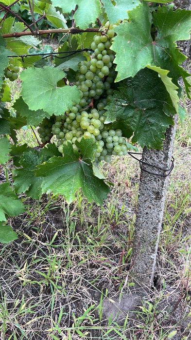 Struguri pentru vin