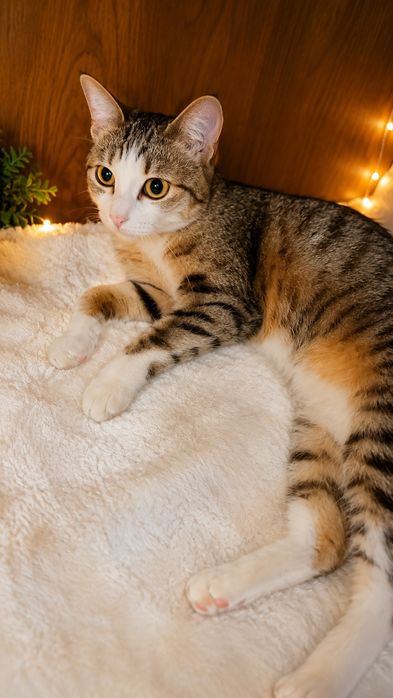 Пушинка котёнок ищет семью
