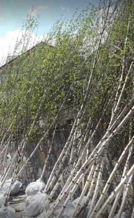 Tei Mirositor Tilia Tomentosa – Parfum și Umbră Garantată