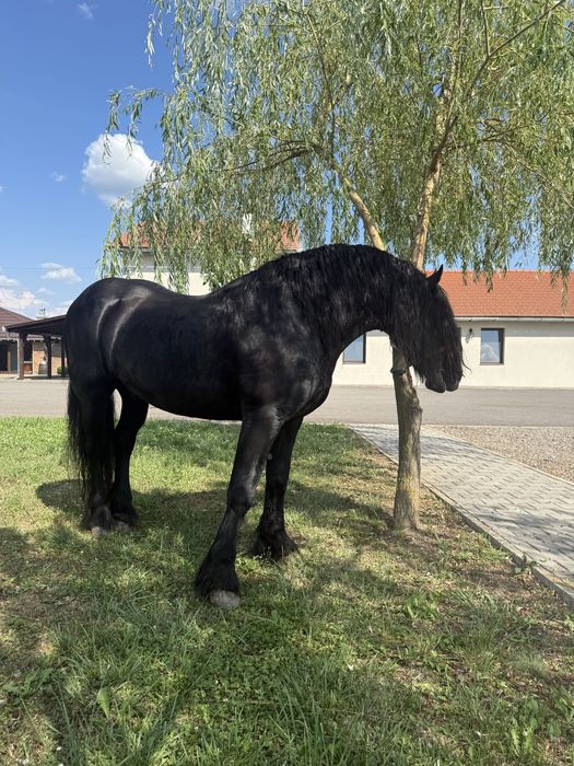Manz frizian friesian  friz