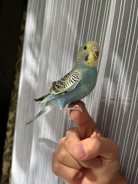 Ручные волнистые попугаи