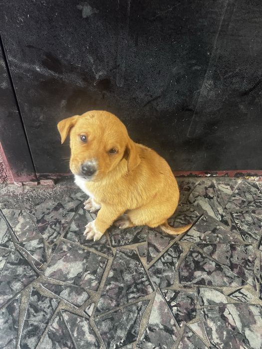 Продам щенка тобет