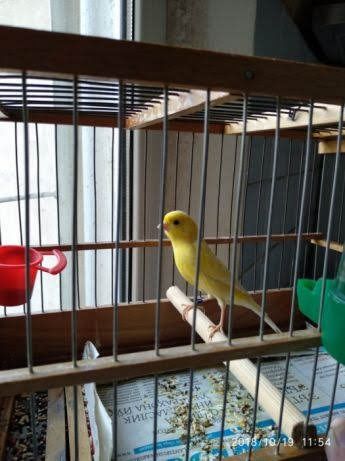 Канарейка нар сотилади.