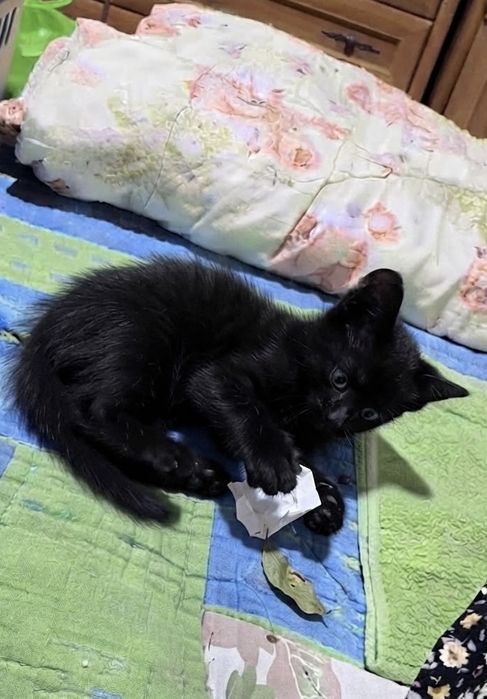 Котята 2,5 месяца мальчики и девочки