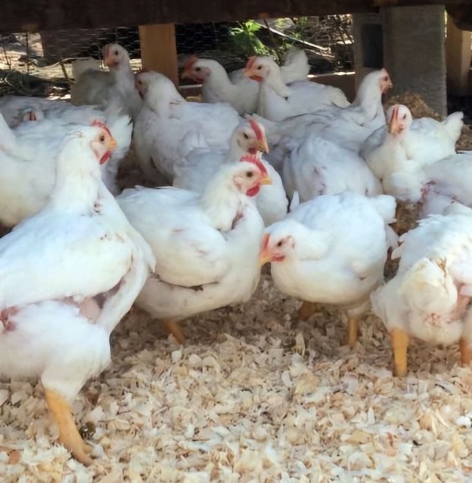 Pui de carne si rasa mixta